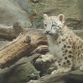 Bronkse - snieginio leopardo jauniklio debiutas