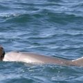 Delfinai mokosi naujo žvejybos būdo - kriauklėmis