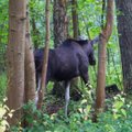 Miško savininkas apie žvėrių žalą: nereguliuojant būtų blogai