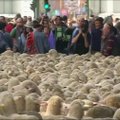Tūkstančiai avių užtvindė Madrido gatves