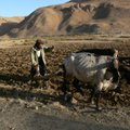 Lietuviai afganistaniečius moko pažangesnės žemdirbystės