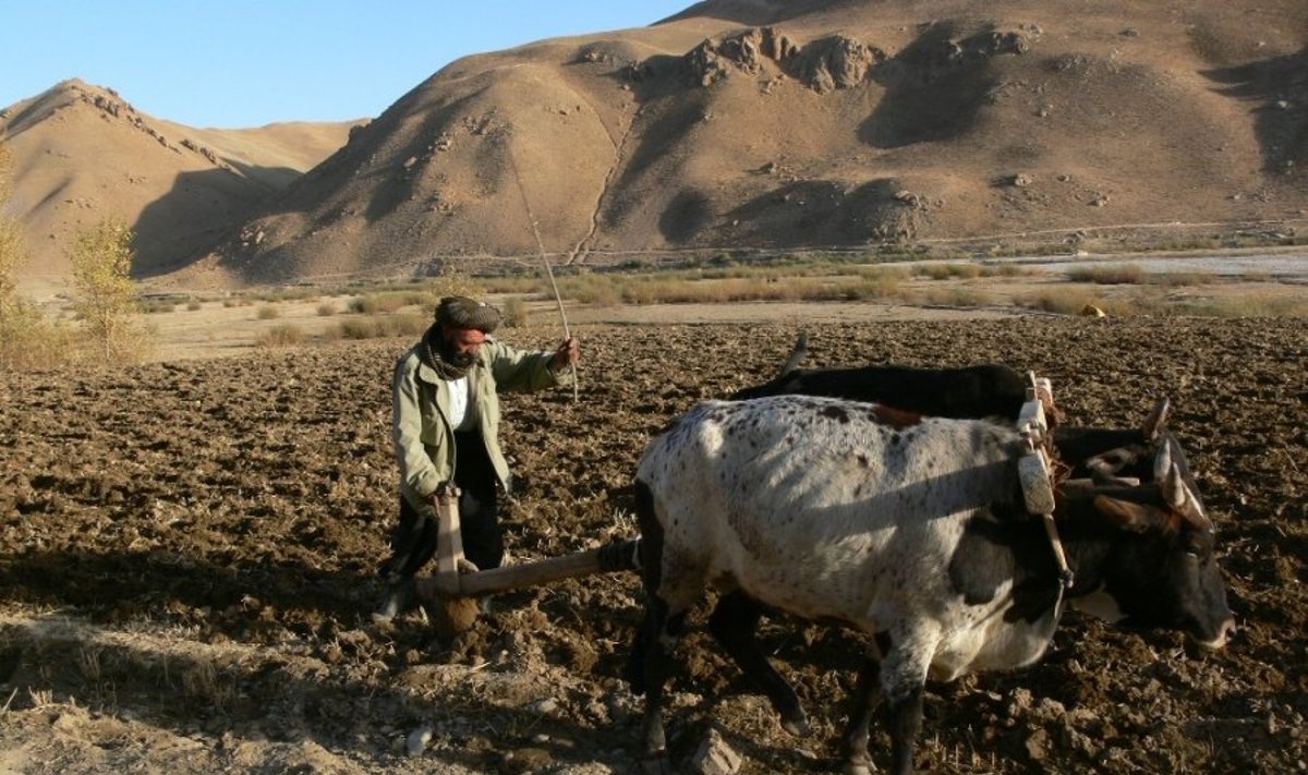 Afganistano žemdirbys aria jaučiais