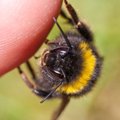Į kurias kūno vietas bitė gelia skaudžiausiai?