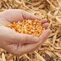Lietuvoje visi pašarams naudojami kukurūzai ir soja - genetiškai modifikuoti?