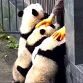 „Slaptas pandų gyvenimas“ (58 serija): kalėjimo bėglių vertas scenarijus