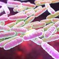 12 bakterijų, kurių nebeveikia antibiotikai