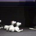 Japonijos gamintoja „Sony“ pristatė naują robotą – šunį