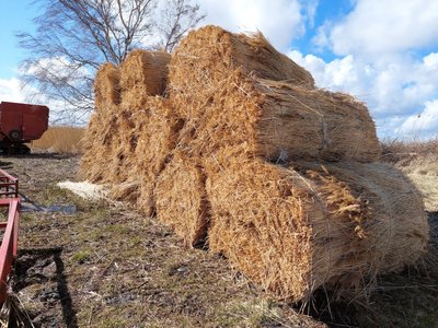 Sausa nendrių biomasė
