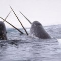 Kam banginiams narvalams reikalingas ragas