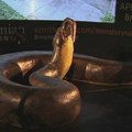Niujorke atidengtas didžiausios kada nors egiztavusios gyvatės titanoboa modelis