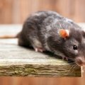 Gyvai žiurkei galvą nukandusiam australui uždrausta turėti naminių augintinių