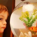 Kokį akvariumą rinktis: stiklo ar išmanųjį akrilo?