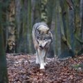 Šiaulių regione sumedžiotas trečias vilkas