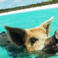 Kiaulių rojus Bahamose: deginasi paplūdimiuose ir plaukioja jūroje