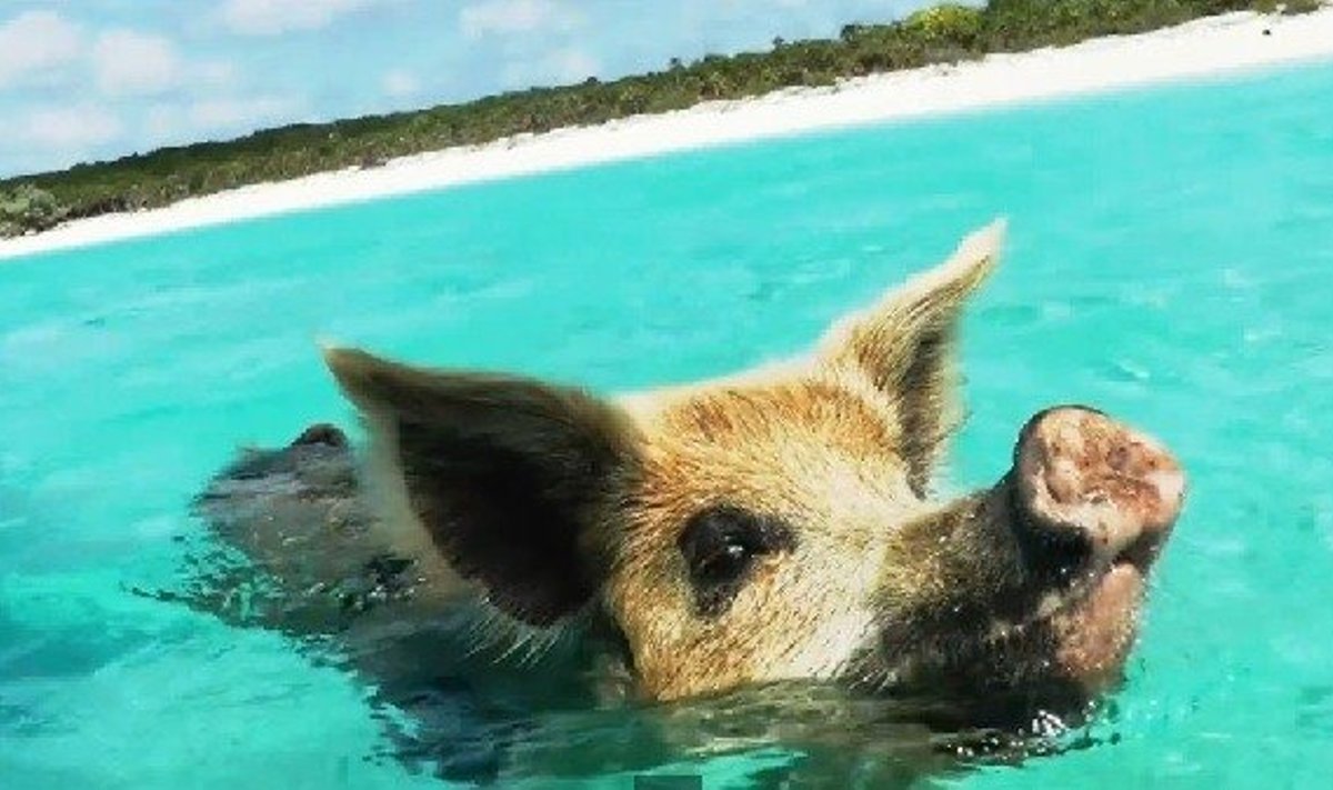 Plaukiojanti kiaulė