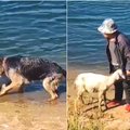Neįtikėtinas didvyriškumas: Kinijoje aviganis išgelbėjo upėje skendusį ėriuką