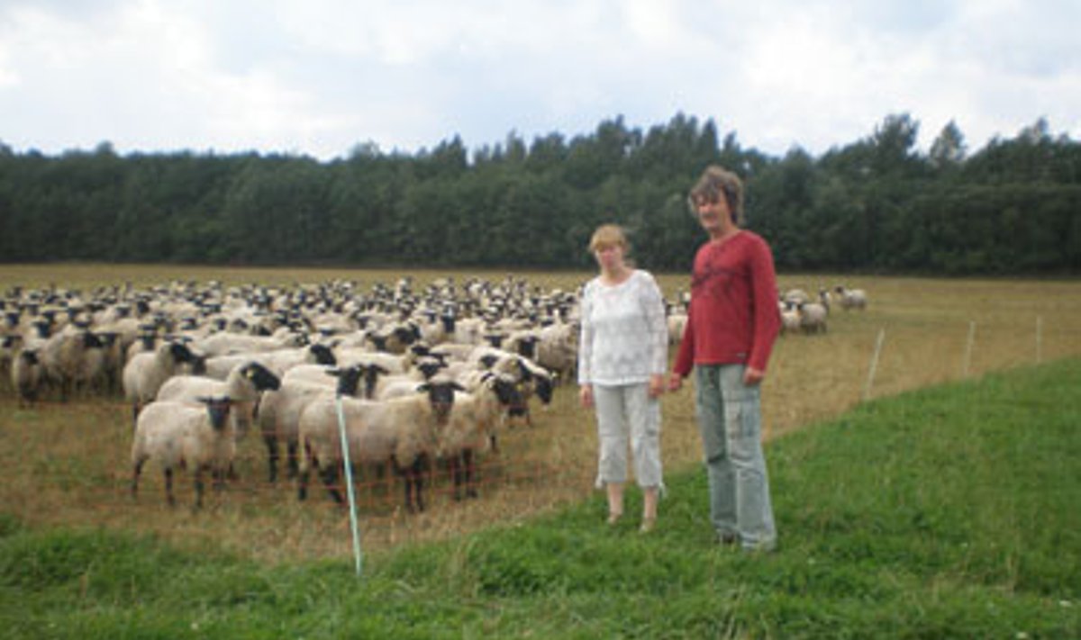 Ūkininkai  Kristina ir Jūris Milišiūnai su avių banda