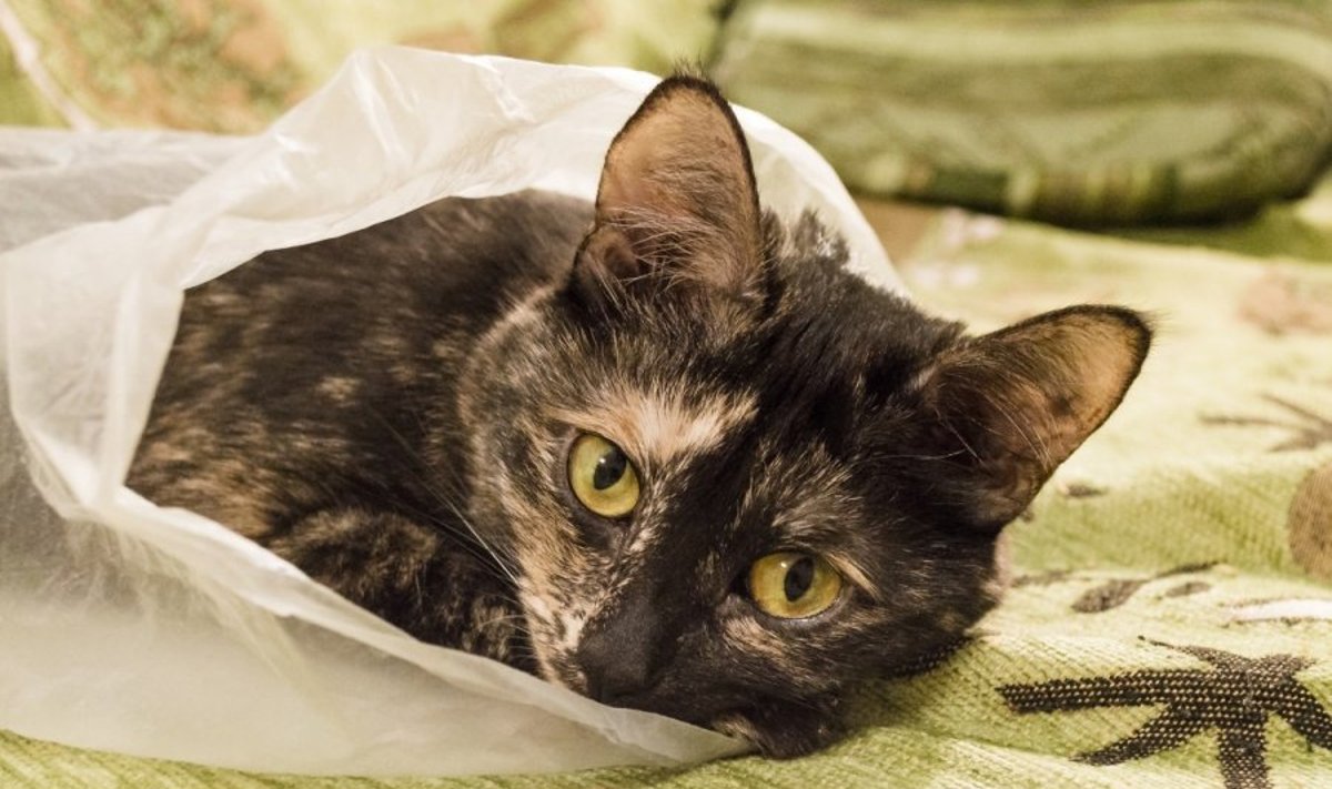 Katė maiše