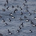 Vandens paukščių žiemavietėse Lietuvoje – užburiantys vaizdai: čia jau susirinko tūkstančiai įvairiausių sparnuočių
