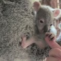 Socialinę žiniasklaidą pavergė koalos jauniklis iš Australijos