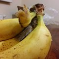 Lietuviui įkando iš banano išlindęs nuodingas voras