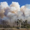 Sidnėjaus apylinkėse siaučia didžiulis krūmynų gaisras