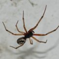 Anglijoje mokykla uždaryta dėl nuodingų vorų antplūdžio