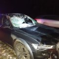 Į kelią išbėgusį briedį partrenkė „Audi“: gyvūnas negyvas, automobilis suniokotas