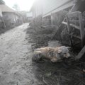 Vakarų Indonezijoje išsiveržus ugnikalniui žuvo šeši žmonės