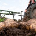 Daržovių augintojus užpuolė kenkėjai iš Ispanijos: nuostolius kompensuos didesnėmis kainomis