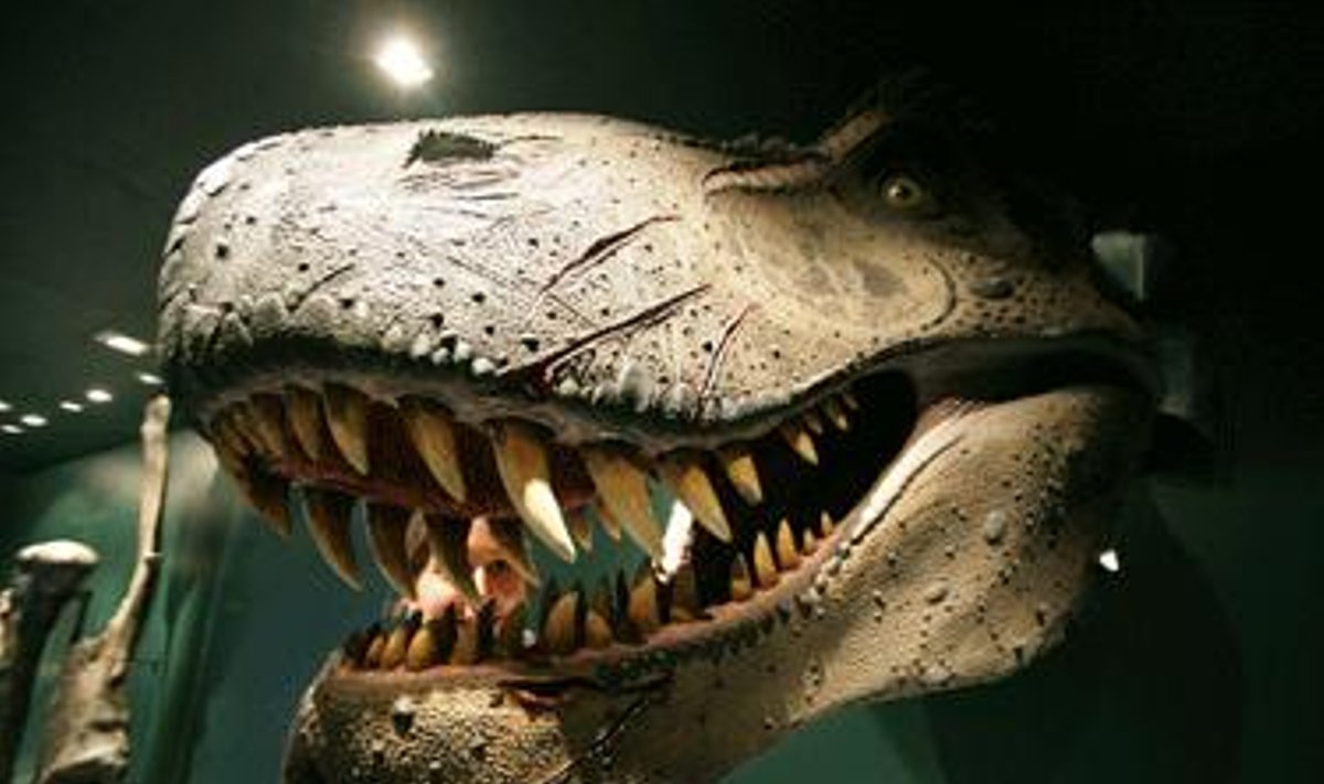 Dinozauro Tyrannosaurus rex modelis