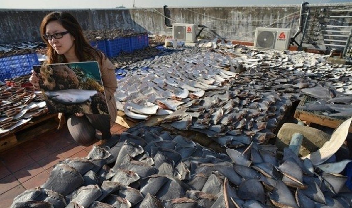 Honkonge ant stogų džiovinami tūkstančiai ryklių pelekų