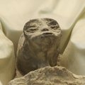 Ar Meksikos kongresui kaip ateivių mumijos pristatyti objektai pasirodė esantys mumijų formos tortai?