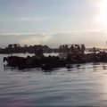Neįprastas vaizdas: iš vienos salos į kitą plaukė 200 ponių