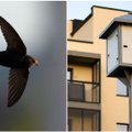 Gyventojai gelbėja vieną paukščių rūšį: sparnuočiams surentė namuką