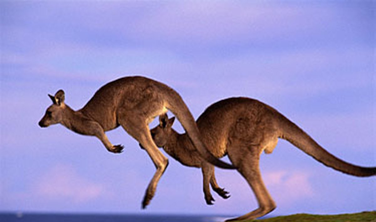 Australijos kengūros