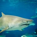 Mokslininkus nustebino ryklių mitybos tyrimai