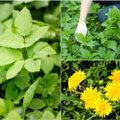 Žolininkas pataria – metas rinkti tris augalus: atstato vitaminų kiekį, stiprina imunitetą, valo organizmą