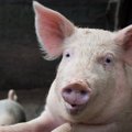Valstybinė įmonė kiaulių auginimo neatsisakys