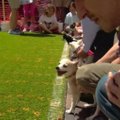 Floridoje paaiškėjo greičiausias čihuahua veislės šunelis