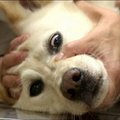 Japonijoje šunys tampa kraujo donorais