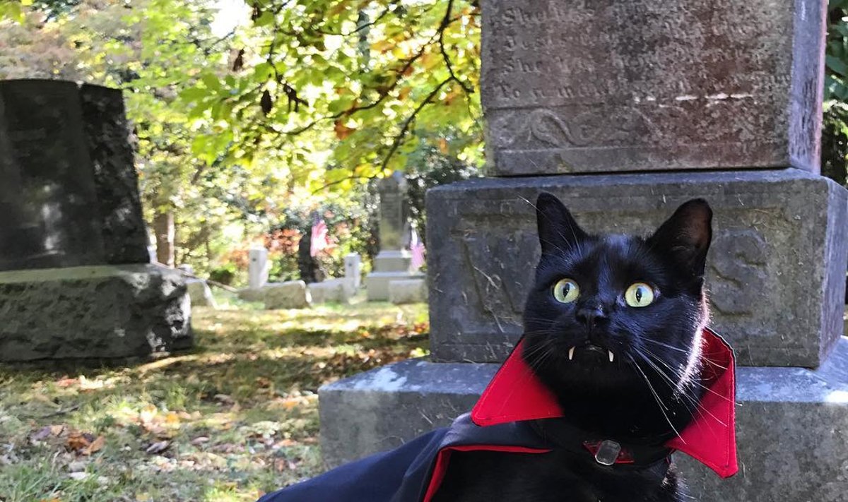 Черный кот с вампирскими клыками
