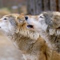 Teismas sustabdė vilkų medžioklę Lietuvoje