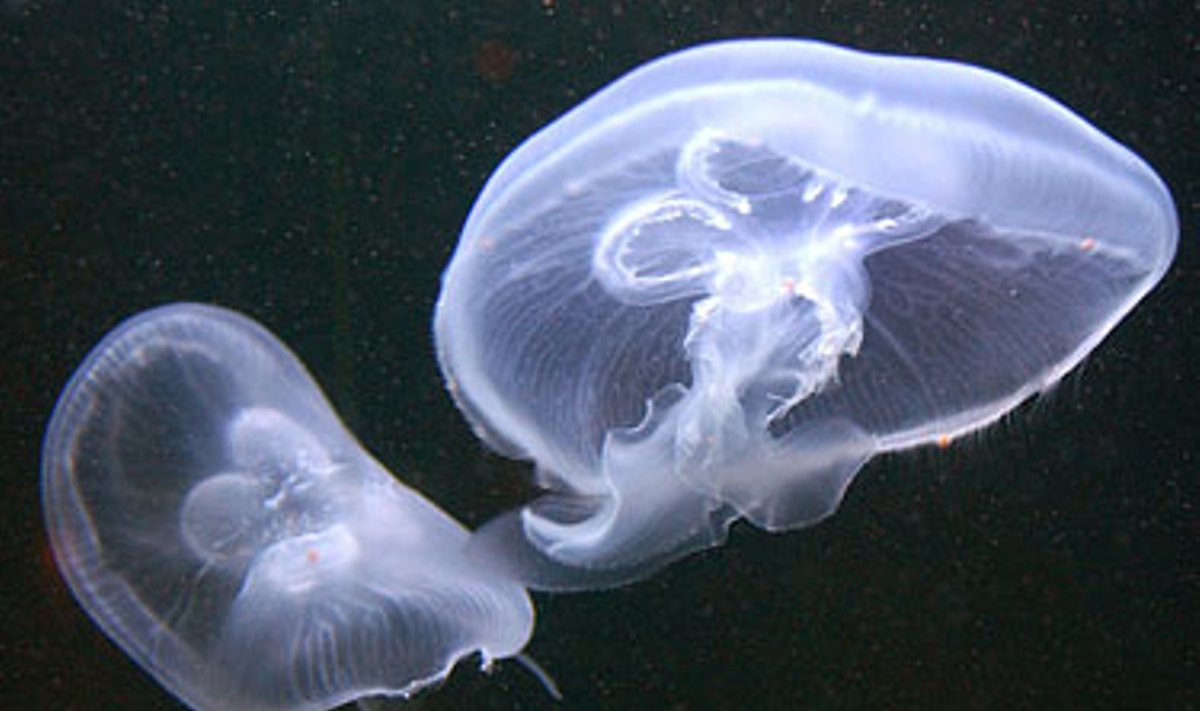 Pavojingi gyvūnai: medūza