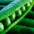 Lithuanian-grown peas go to India