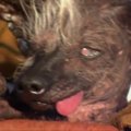 Kalifornijoje išrinktas bjauriausias pasaulio šuo