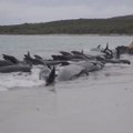 Australijos paplūdimyje nugaišo 97 seklumoje įstrigę banginiai
