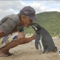 Pingvinas kasmet įveikia 8000 kilometrų atstumą ir grįžta pas savo gelbėtoją Brazilijoje
