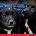 Du šuniukai – broliukas ir sesutė ieško namų
