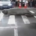 Brazilijoje praeivius stebino miesto gatvėmis vaikščiojantis jūrų dramblys